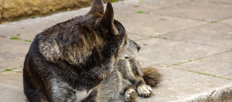 Aufgepasst bei tierischen Souvenirs