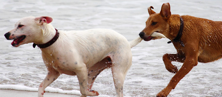 Reisen ohne Gefahr - Viele Hundebesitzer nehmen ihre Lieblinge mit in den Urlaub