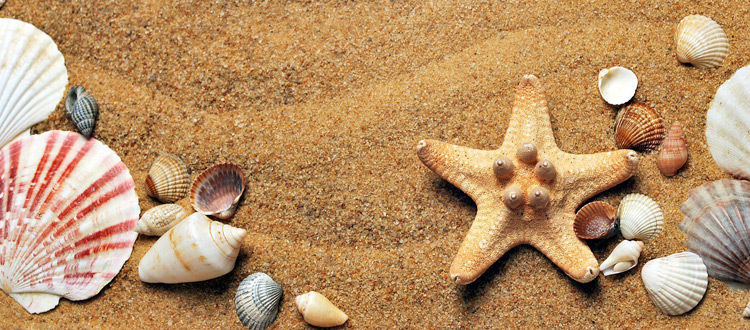 Kakteen, Schildpatt und Muscheln gehören nicht ins Urlaubsgepäck