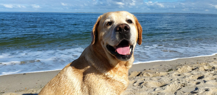 Urlaub auf vier Pfoten: Ab sofort fühlen sich Hund und Herrchen in den aja und A-ROSA Resorts pudelwohl