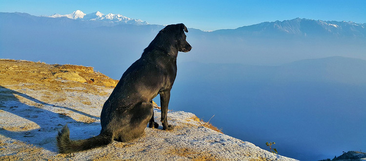 Reisen mit dem Hund - Damit lästige Parasiten den Urlaubsspaß nicht vermiesen, sind Vorsorgemaßnahmen unerlässlich