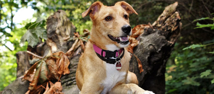 Das Wandern ist des Hundes Lust – ARAG Experten geben Tipps für den Urlaub mit Tieren