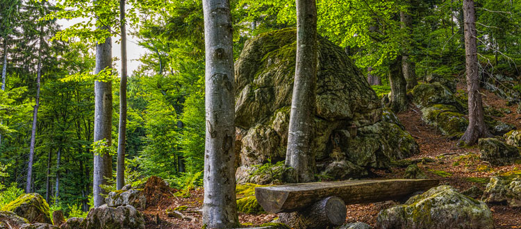 Auf der Trans Bayerwald durch den Bayerischen Wald Fordernd, wild, aussichtsreich, grün