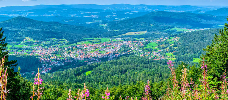 Wo es grünt, blüht und summt – Sommerliche Wanderungen durch die grüne Idylle des Bayerischen Waldes