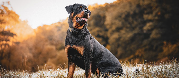 Wandern mit Hund: Sportskanone oder Wasserratte? - ARAG Experten über den passenden Herbst-Urlaub mit dem Hund